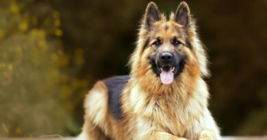 Top 10 Scottish Dog Breeds Everything You Must Know About Them