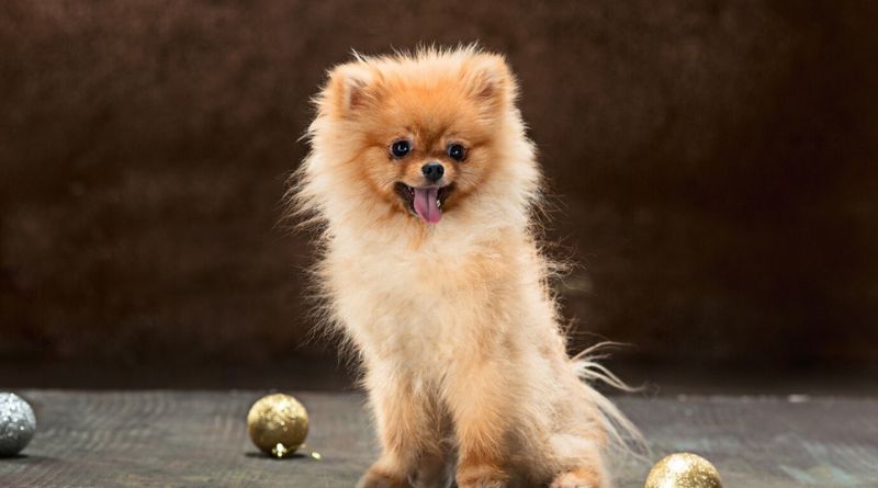 8 Toy Dog Breeds That Are Great as Pets The Little Companions You’ve Been Looking For
