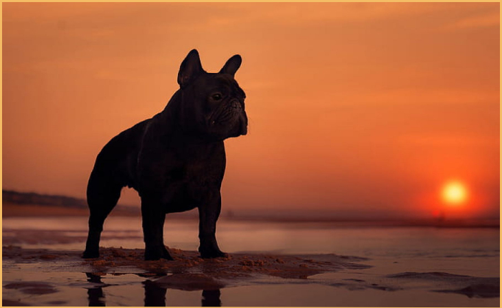 7 Cute Pictures Of French Bulldogs: Art Of Dog Photography