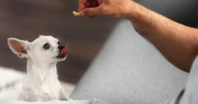 10 Best DIY Dog Treats For Puppies