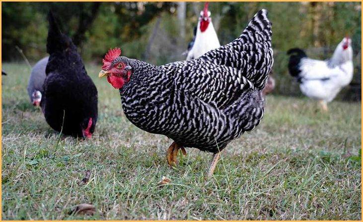 Plymouth Rock (Barred Rock)